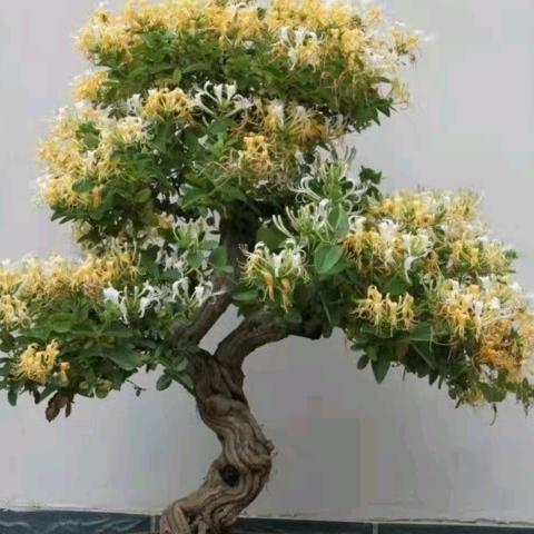 运源金银花盆景老桩