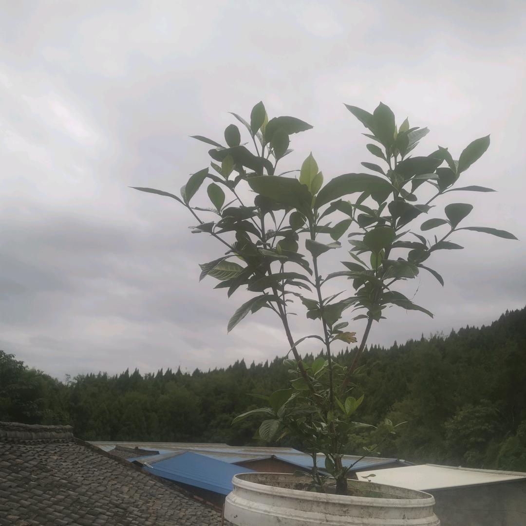 夏天的风
