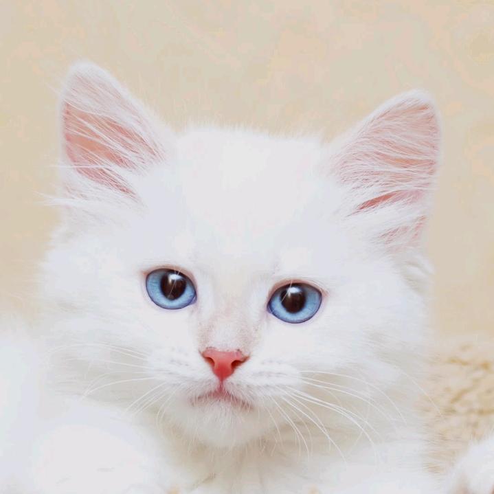 风雨彩虹 。