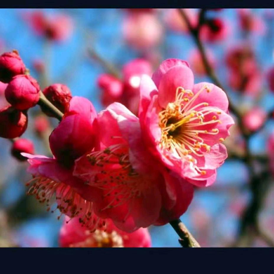 坚强的梅花。  拒绝私聊