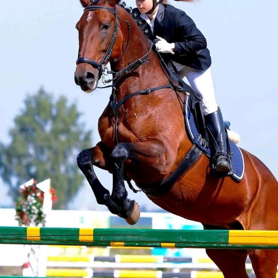 腾升马业收售回收马匹