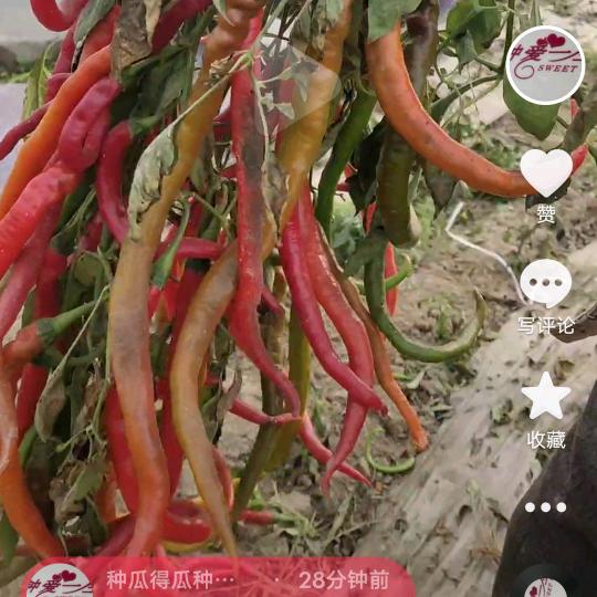 种瓜得瓜种豆得豆