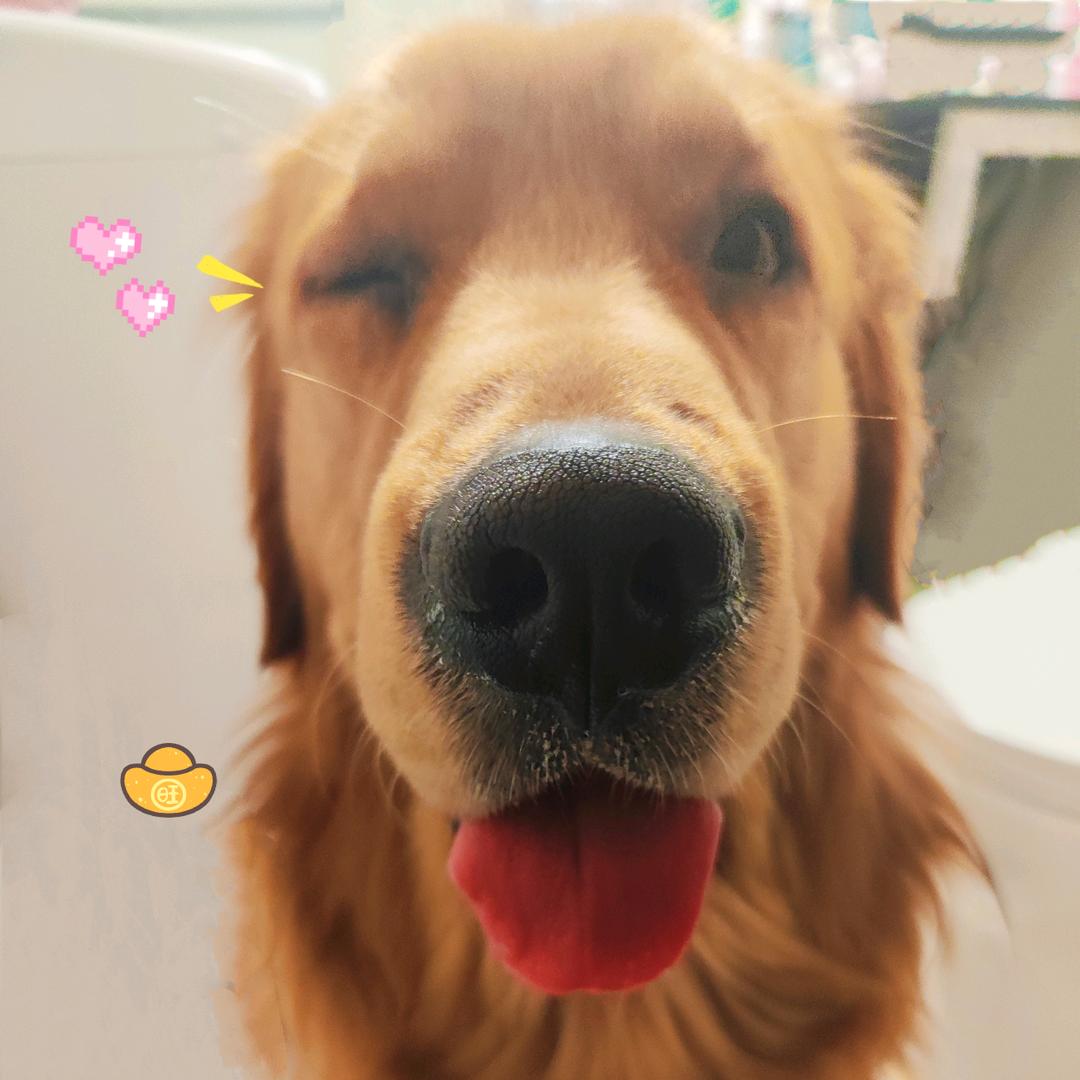 金毛杰尼