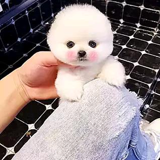 尔