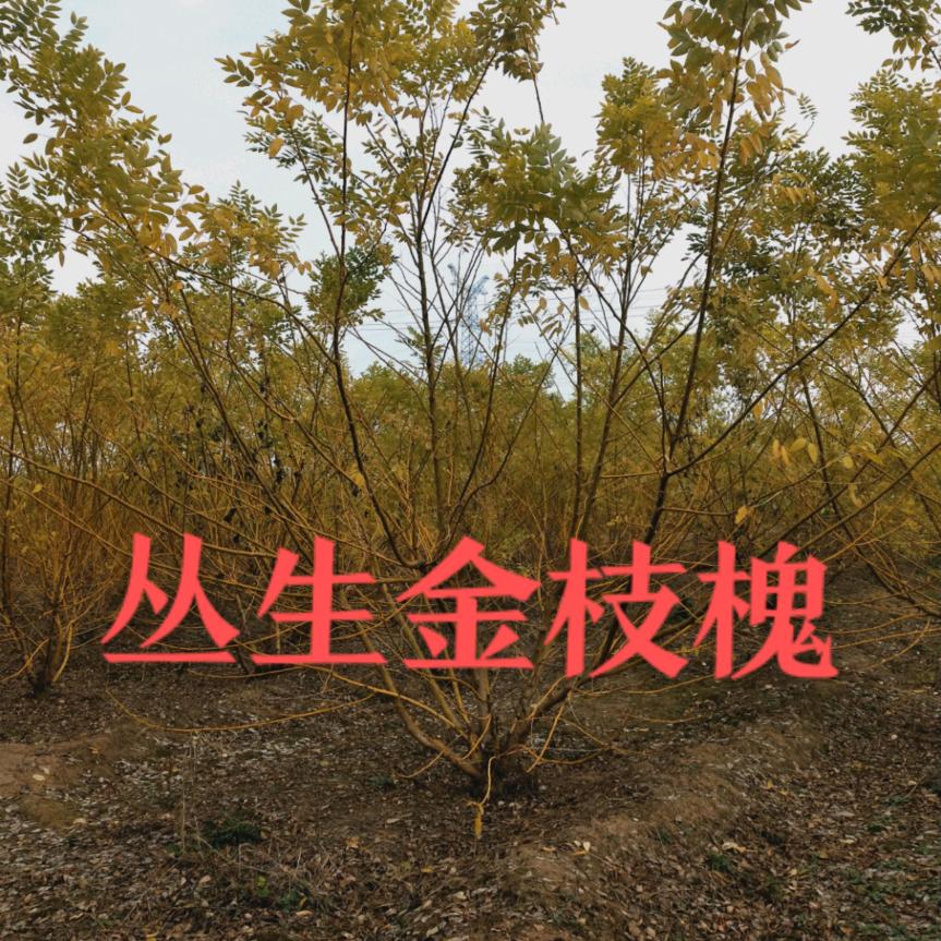 林旭丛生紫丁香