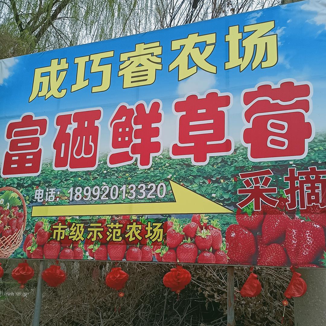 成巧睿草莓