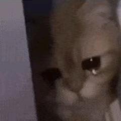 🌈小程什么都想吃