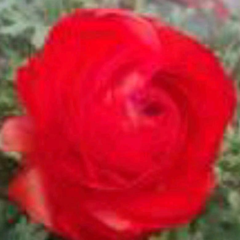 菊姐