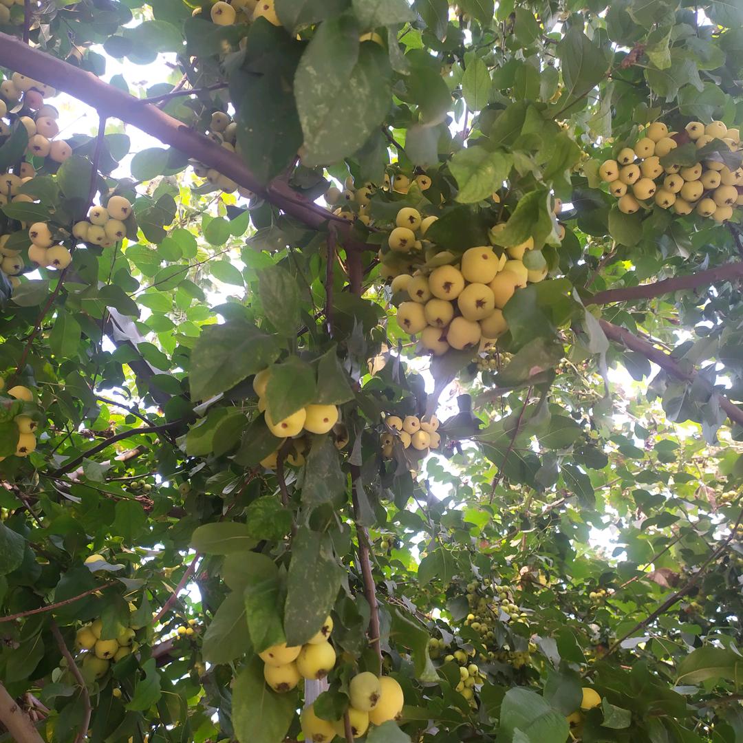 驴打滚殿下