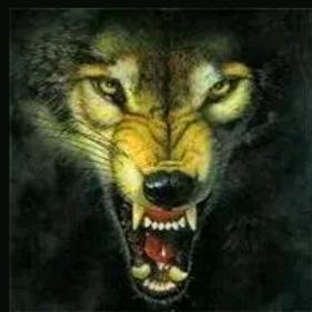 暴风狼🐺☞橱窗有狼☜