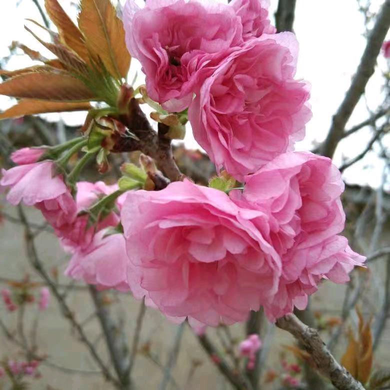 花开富贵！！