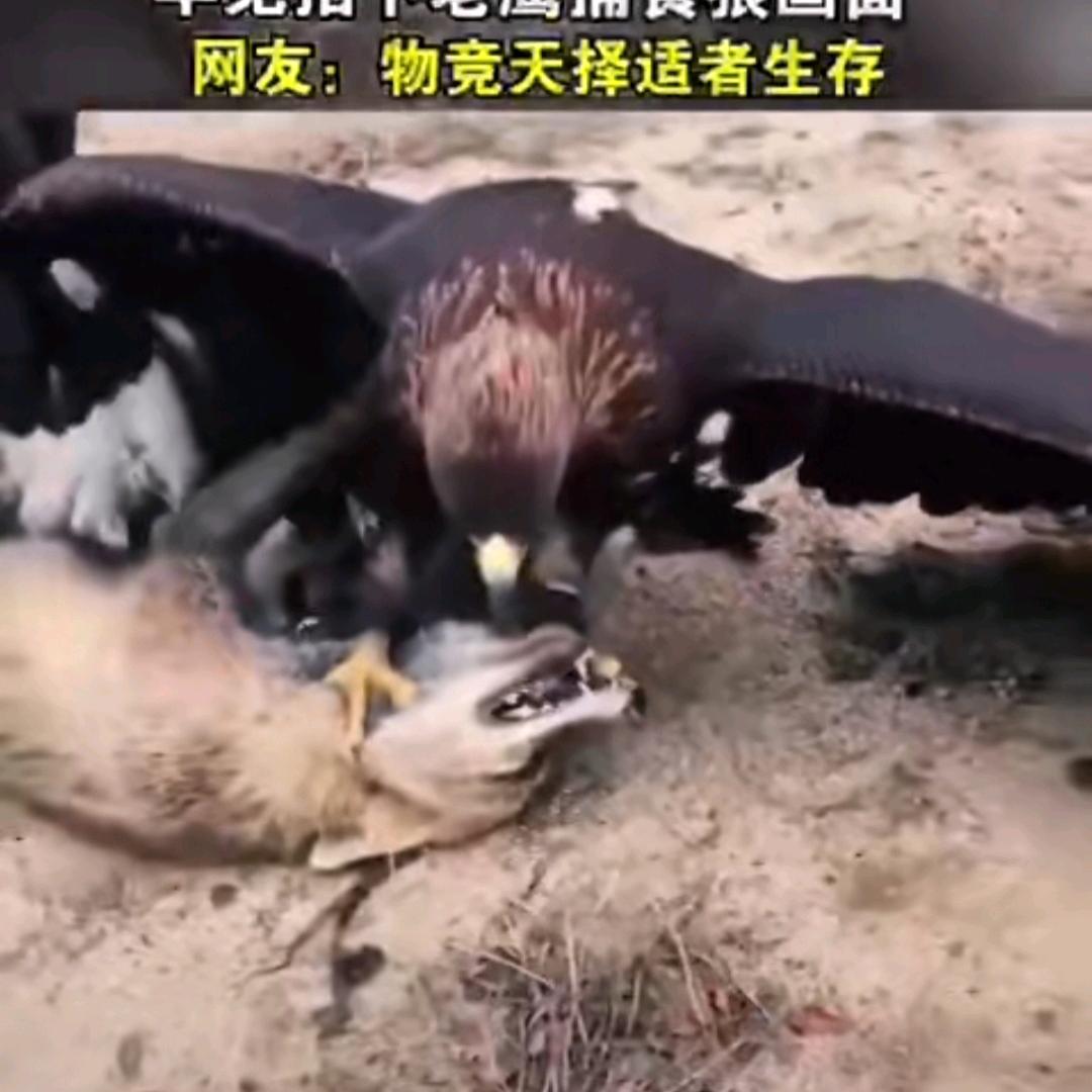 用户雄鹰2909519431936