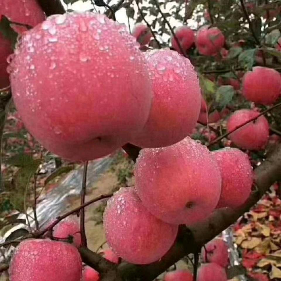 四季水果
