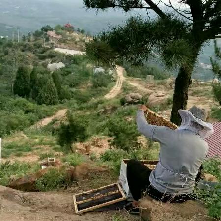 坪上花 中华蜜蜂🐝