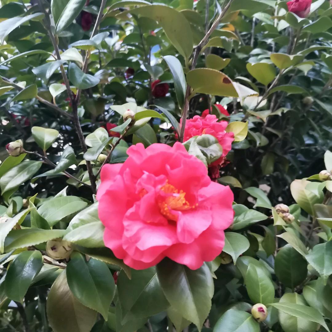 花儿