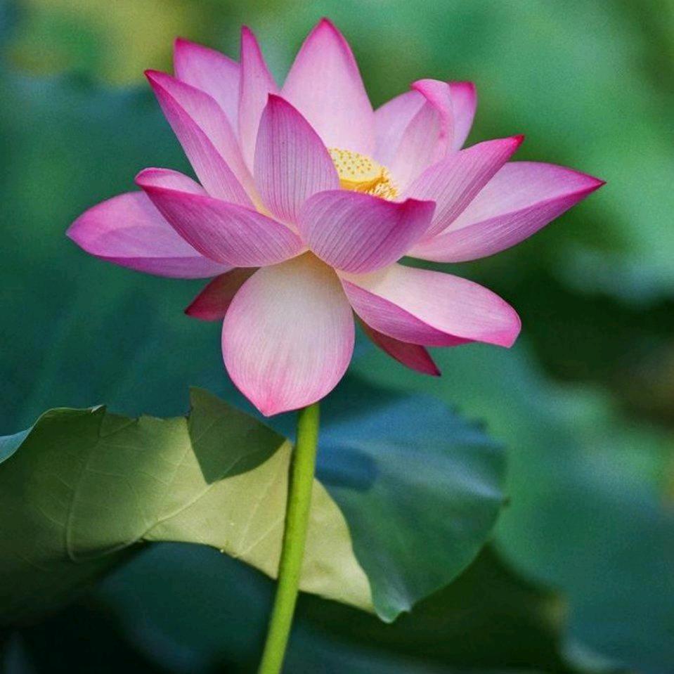 木子李