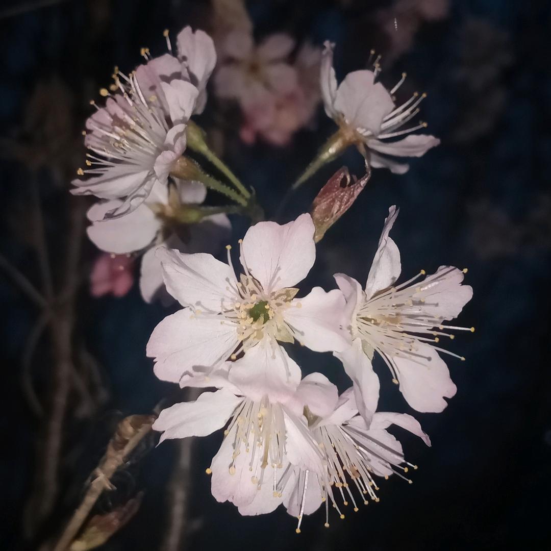 十一少