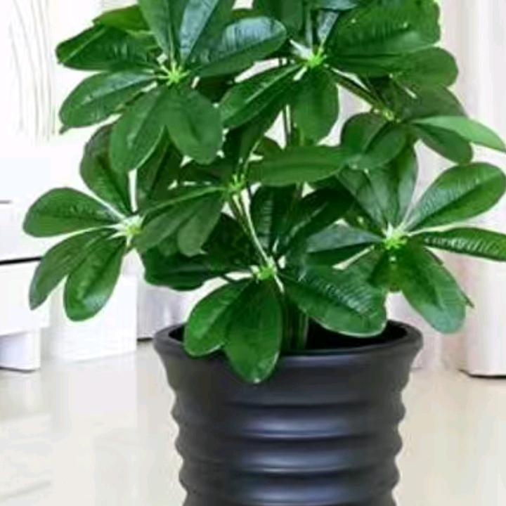 沧海一舟