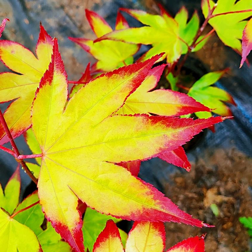 枫趣苗木