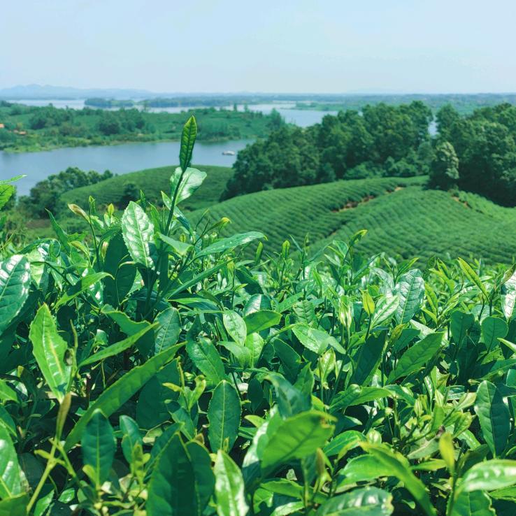 茶浓