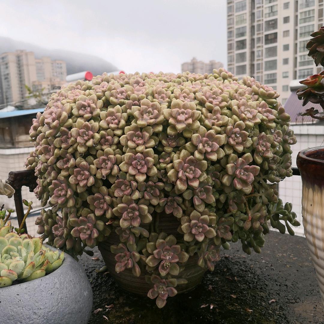 渺若烟云