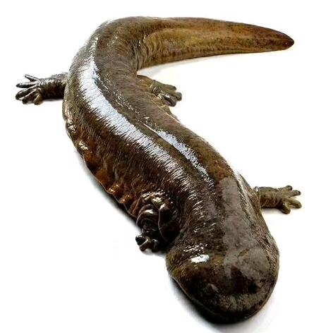 华军大鲵专业合作社