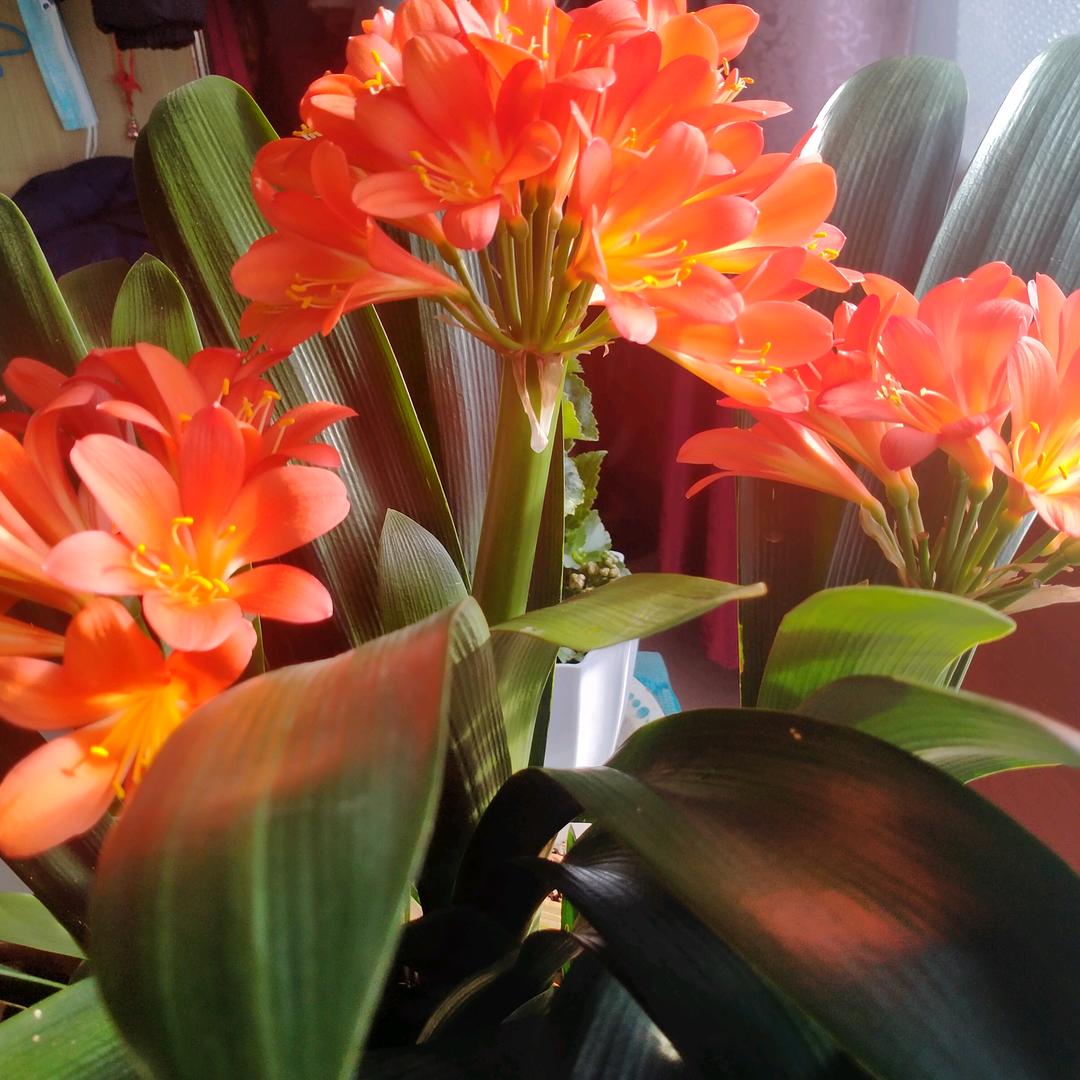 平平淡淡才是真✌🏻