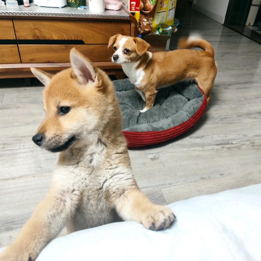 豆拉拉与渡拉拉