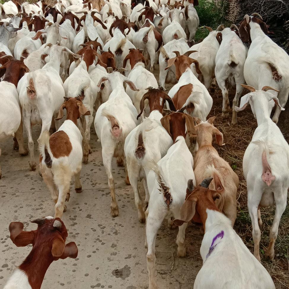 满山跑山羊🐐？养殖基地