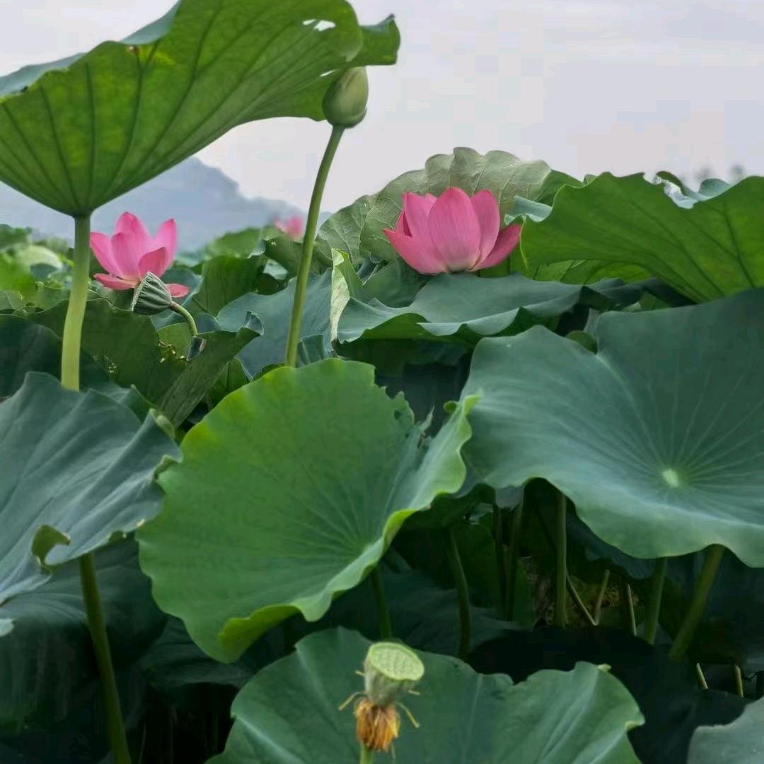 🌹白云飘飘🌹