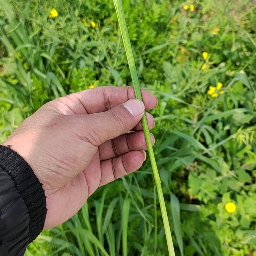 老坛酸菜