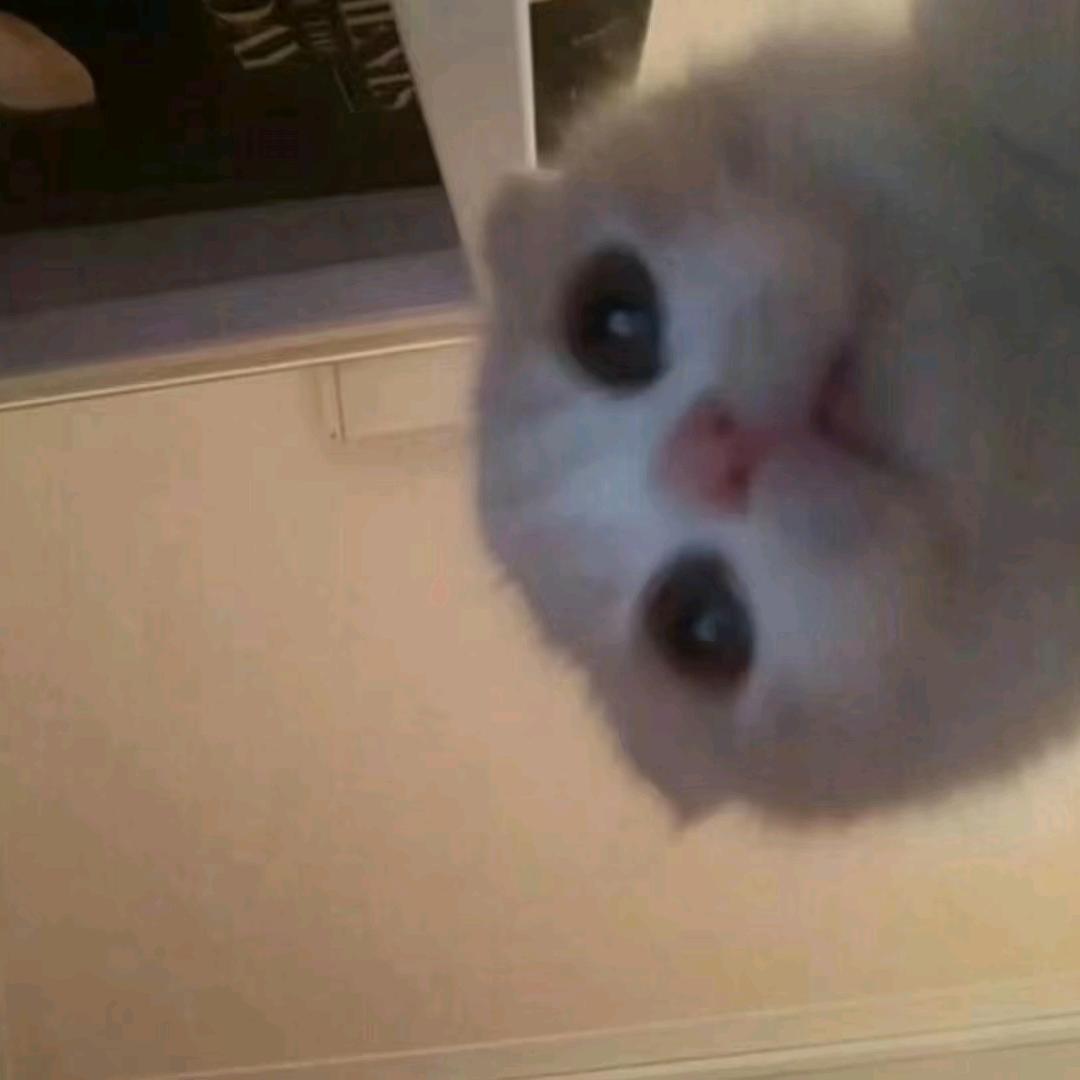 只剩月
