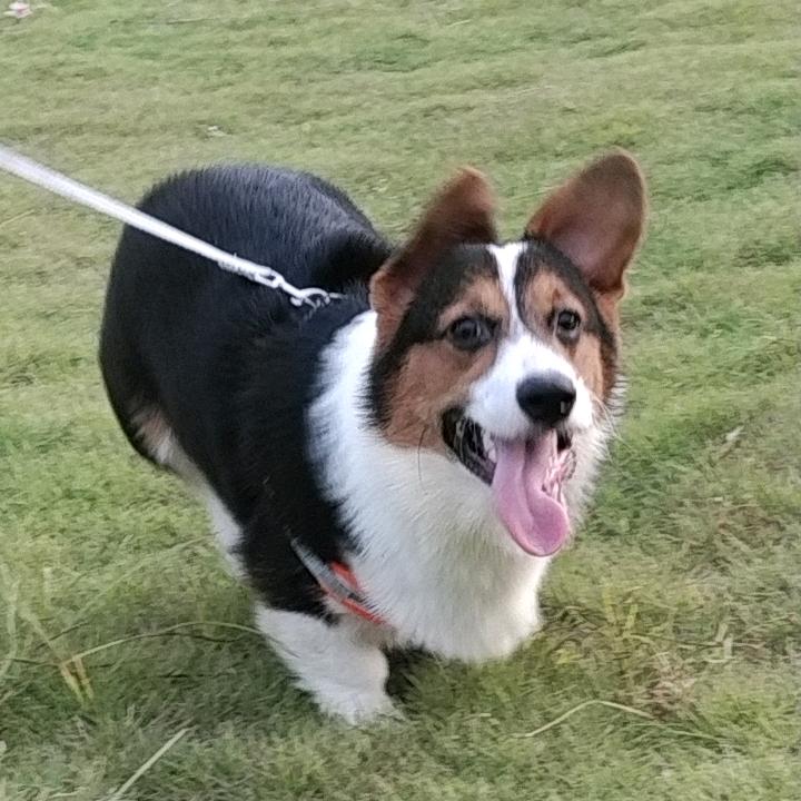 两千快跑头像