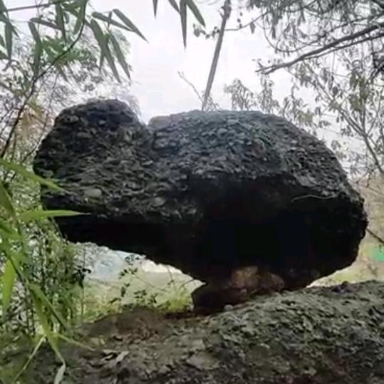 石龟山新农人