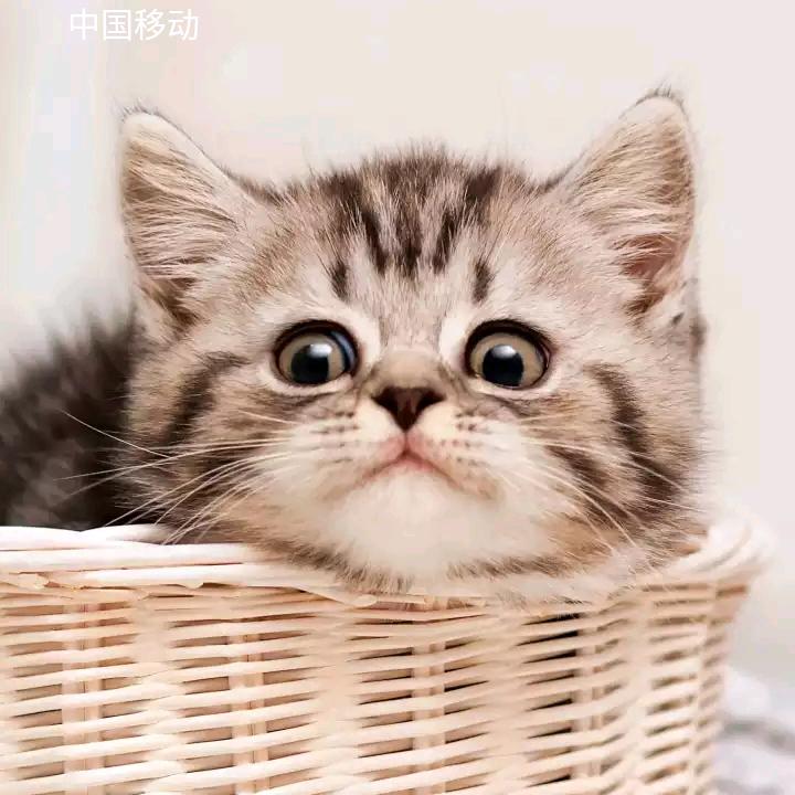 成文