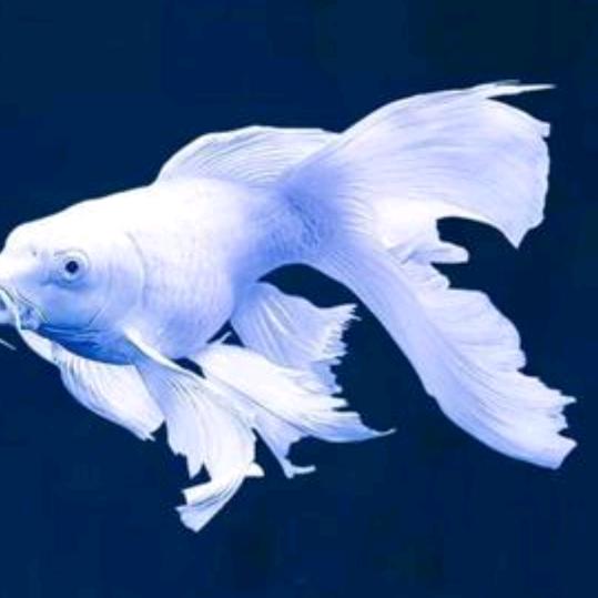 我家有鱼🐬