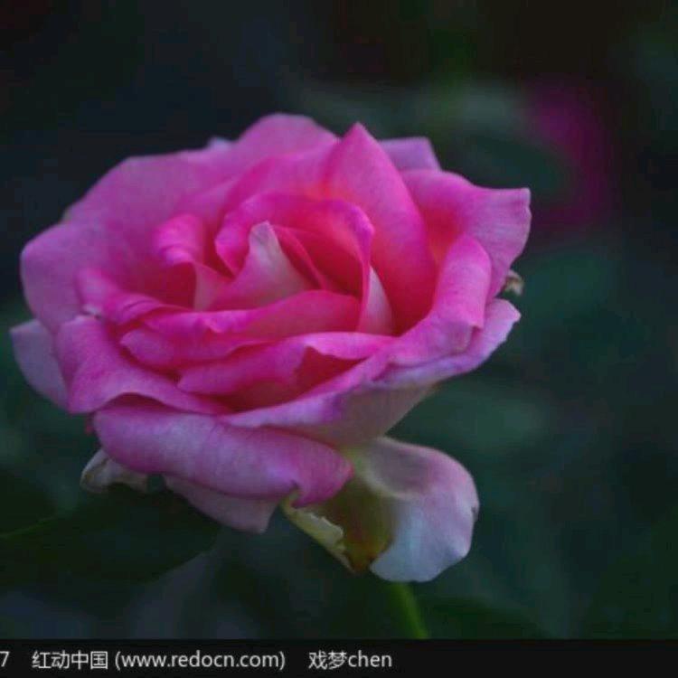 高枕无忧🌺无忧无虑