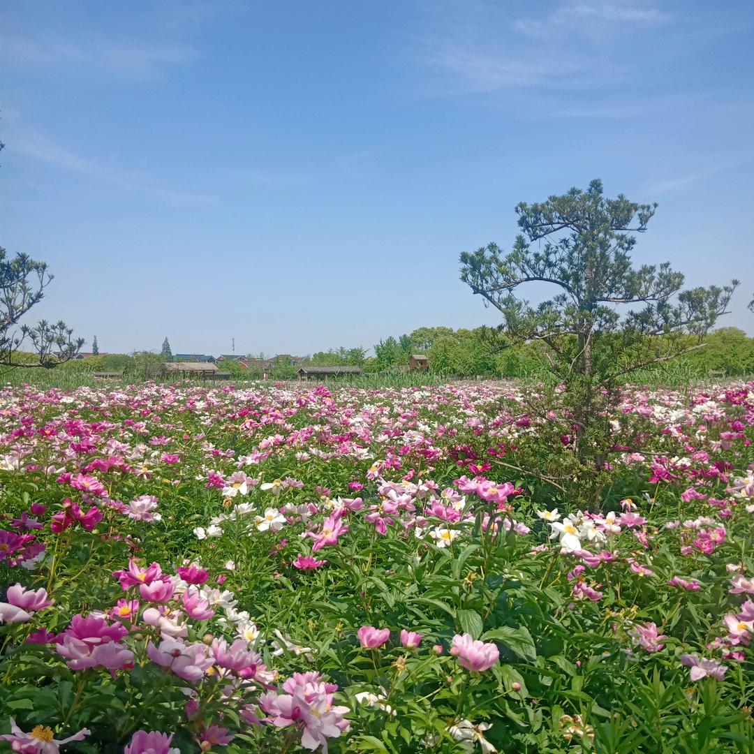 红豆