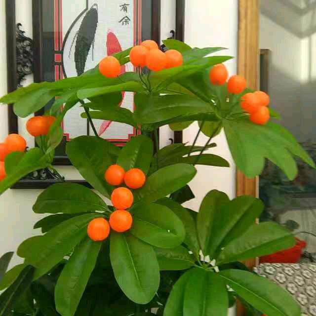 舒心梦