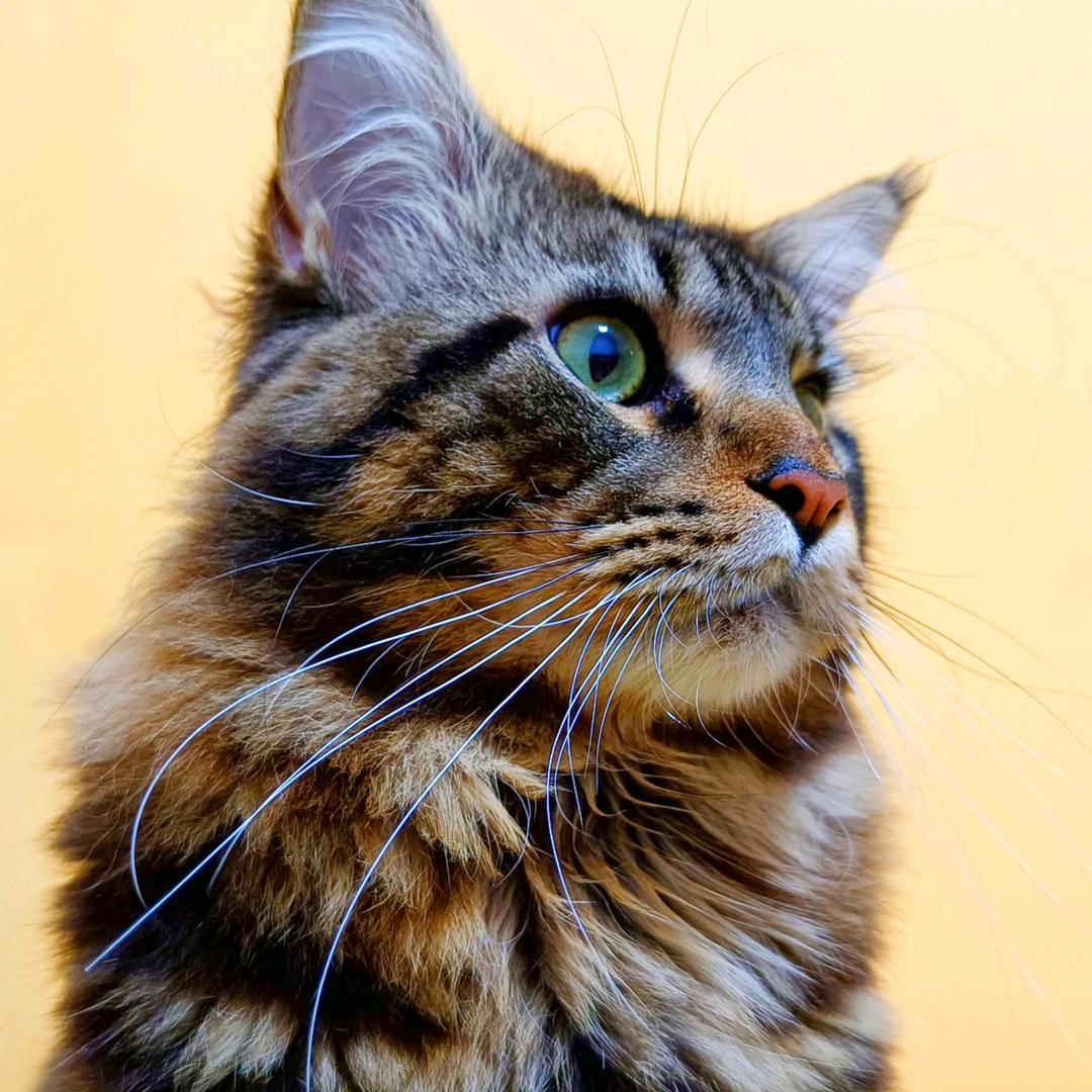 汤姆系只缅因猫