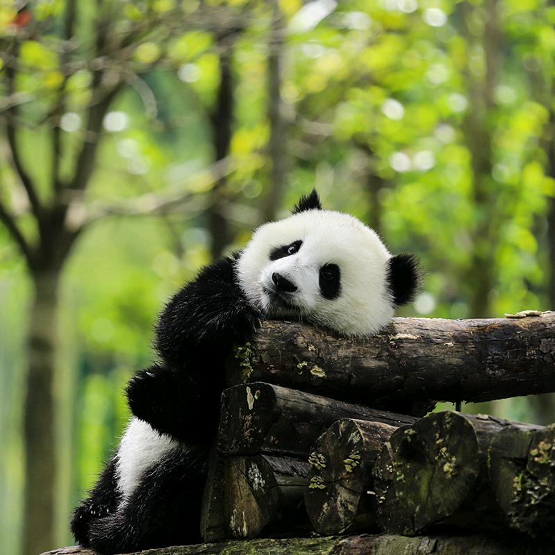 一棵树🌳