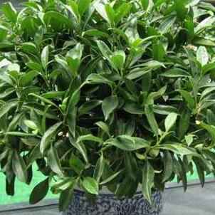 M      人生        M