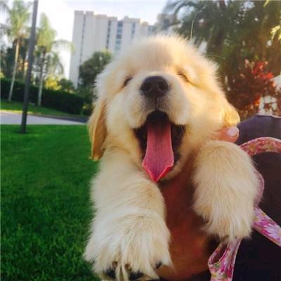 CKU常笑犬舍  全国发货