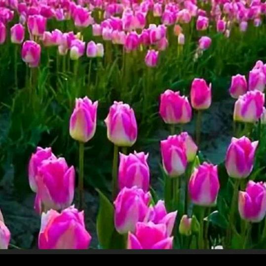 一生一世🎉🎉🎉🎉