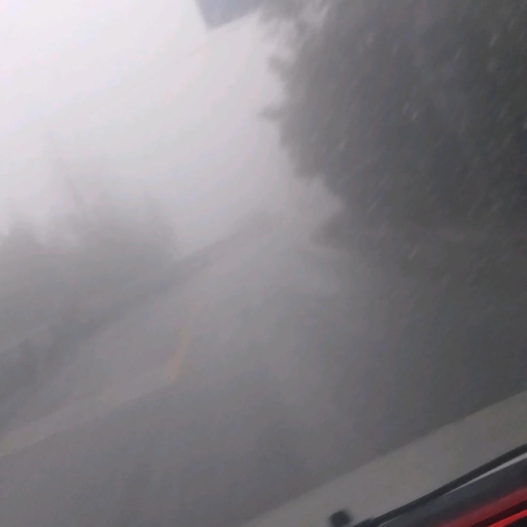 秋   叶