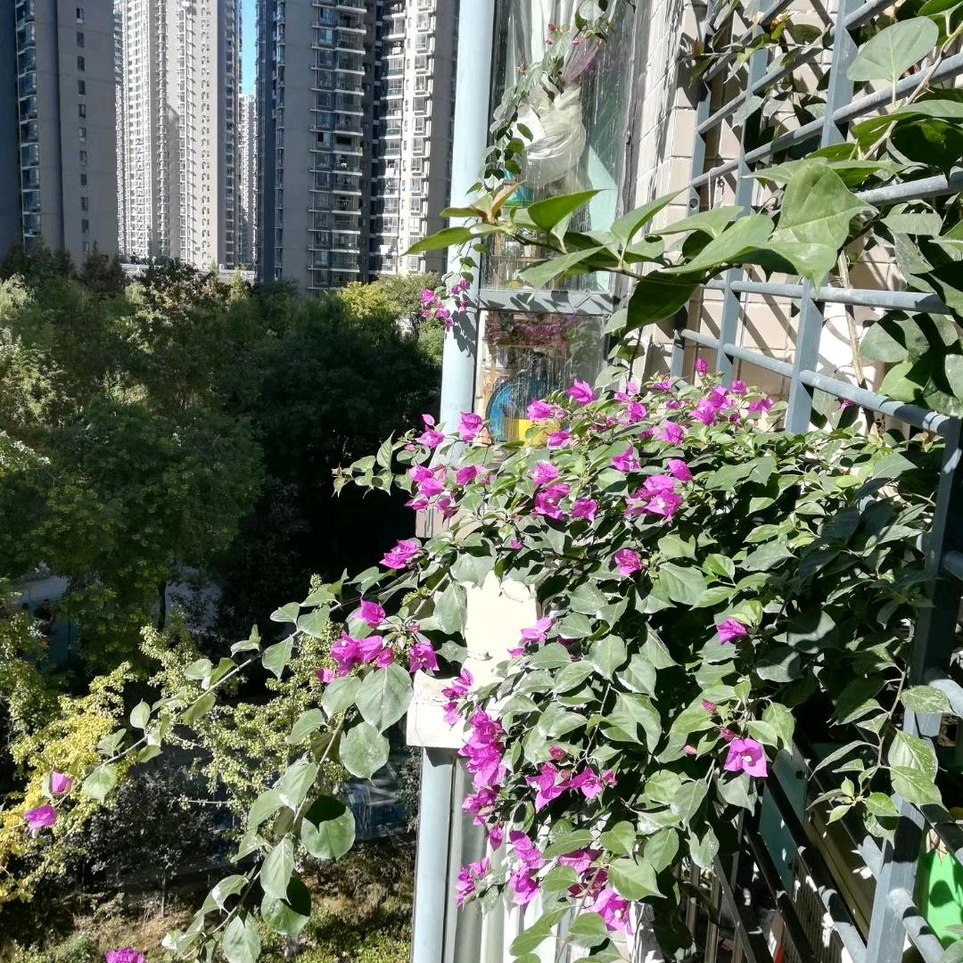 王🍎