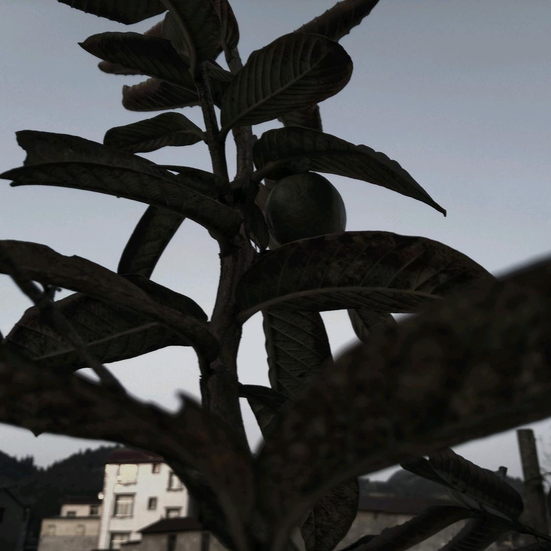 手机用户61479976012