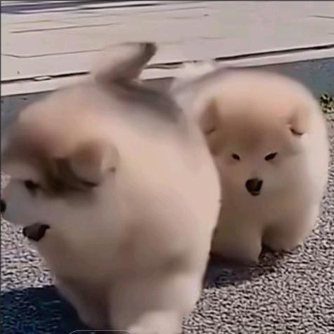 雪儿