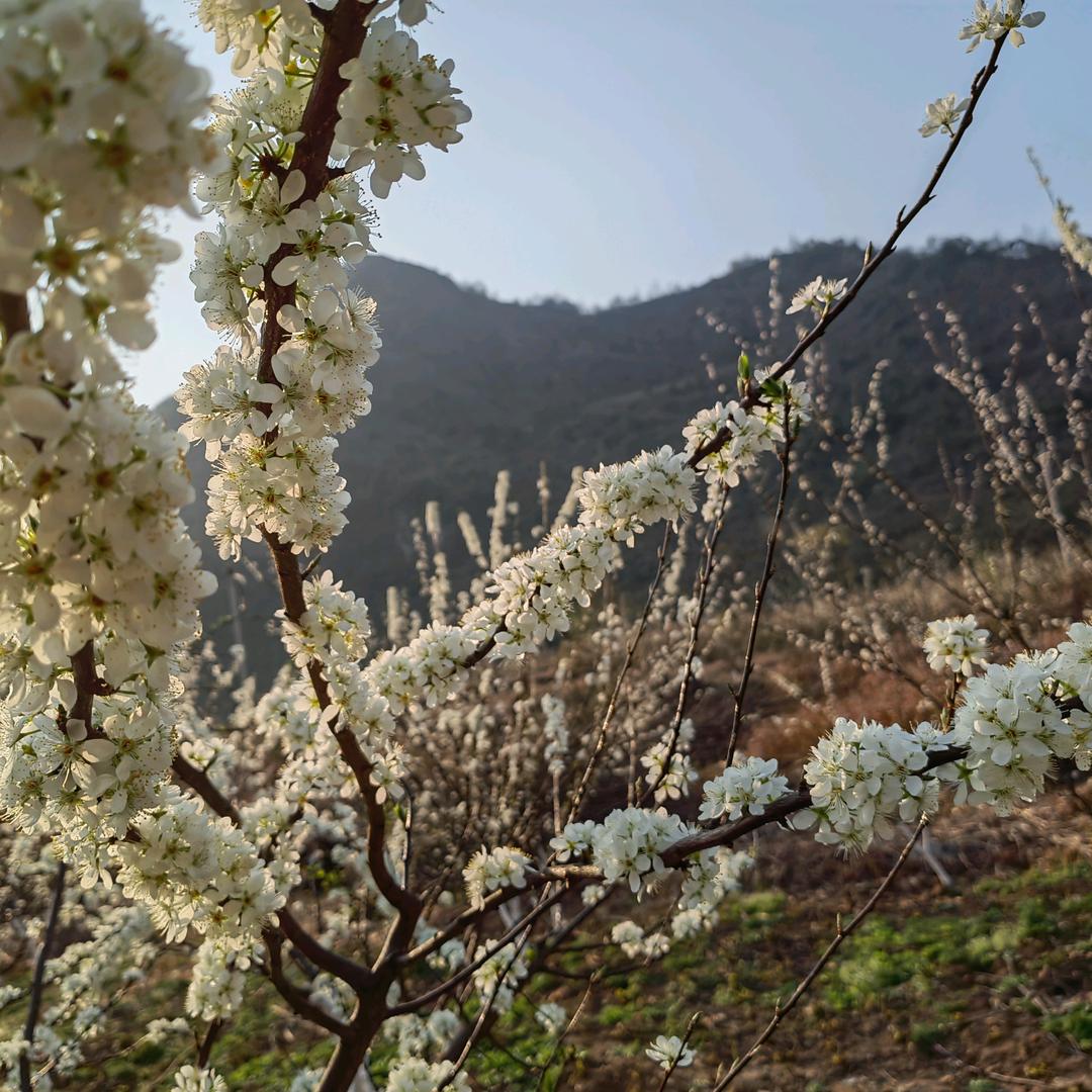 姓白不白（白十黑）