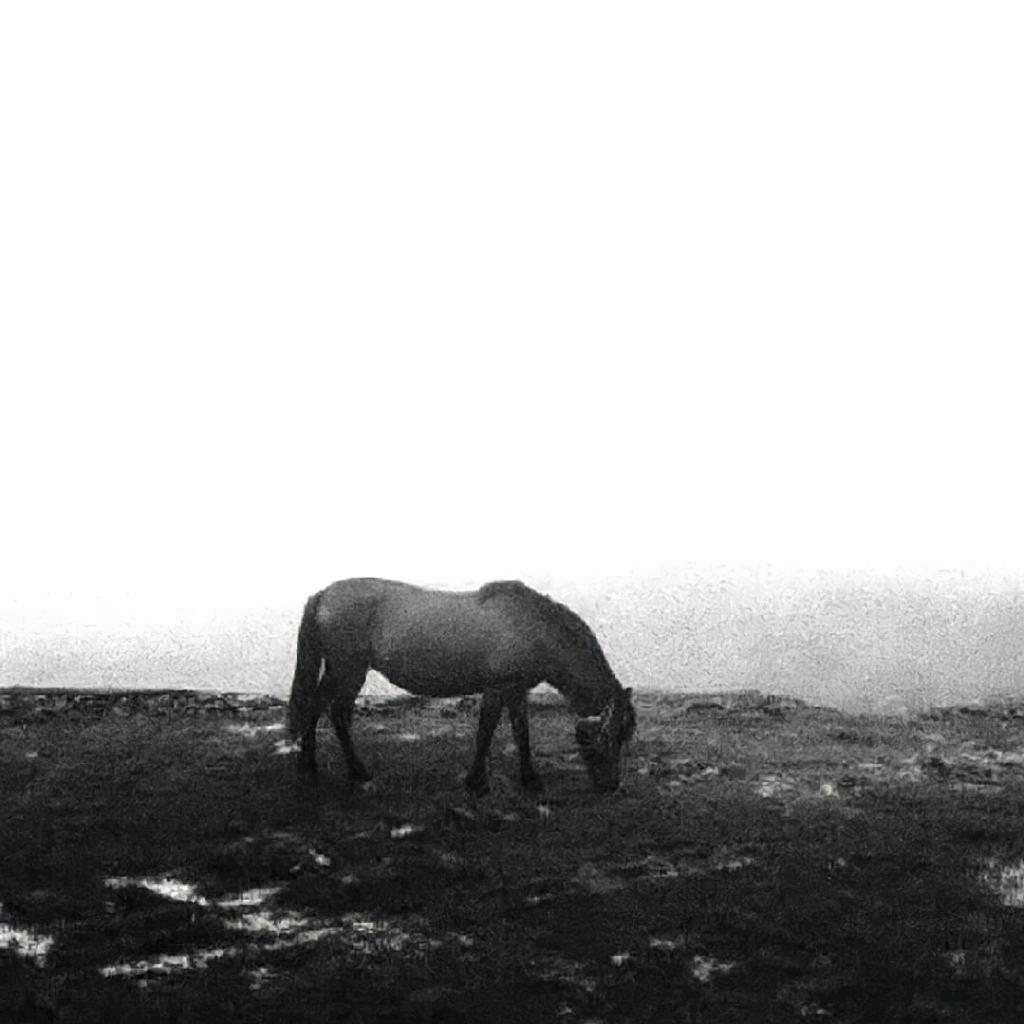 面包脑袋（见过颖莎楚钦想见迪丽热巴版）